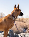 Modern Style Leather Dog Leash