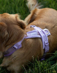Lilac - Velvet Dog Harness