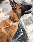 Celtic Double Buckle Style Leather Dog Collar