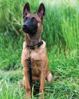 Rolled Leather Quick-Release Dog Collar