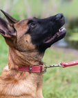 Celtic Double Buckle Style Leather Dog Collar