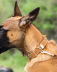 Celtic Double Buckle Style Leather Dog Collar