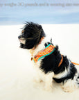 Desert Dream Harness