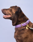 Fairy Collar