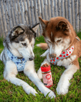 Treat Topper Beef Dog Food Topper | Powdered Meal Topper for Pets