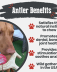Deer Antler Dog Chews | Organic Chews for Dogs