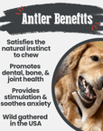 Deer Antler Dog Chews | Organic Chews for Dogs