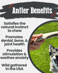 Reindeer Antler Dog Chews | Organic Chews for Dogs