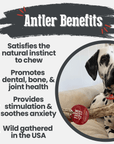 Reindeer Antler Dog Chews | Organic Chews for Dogs