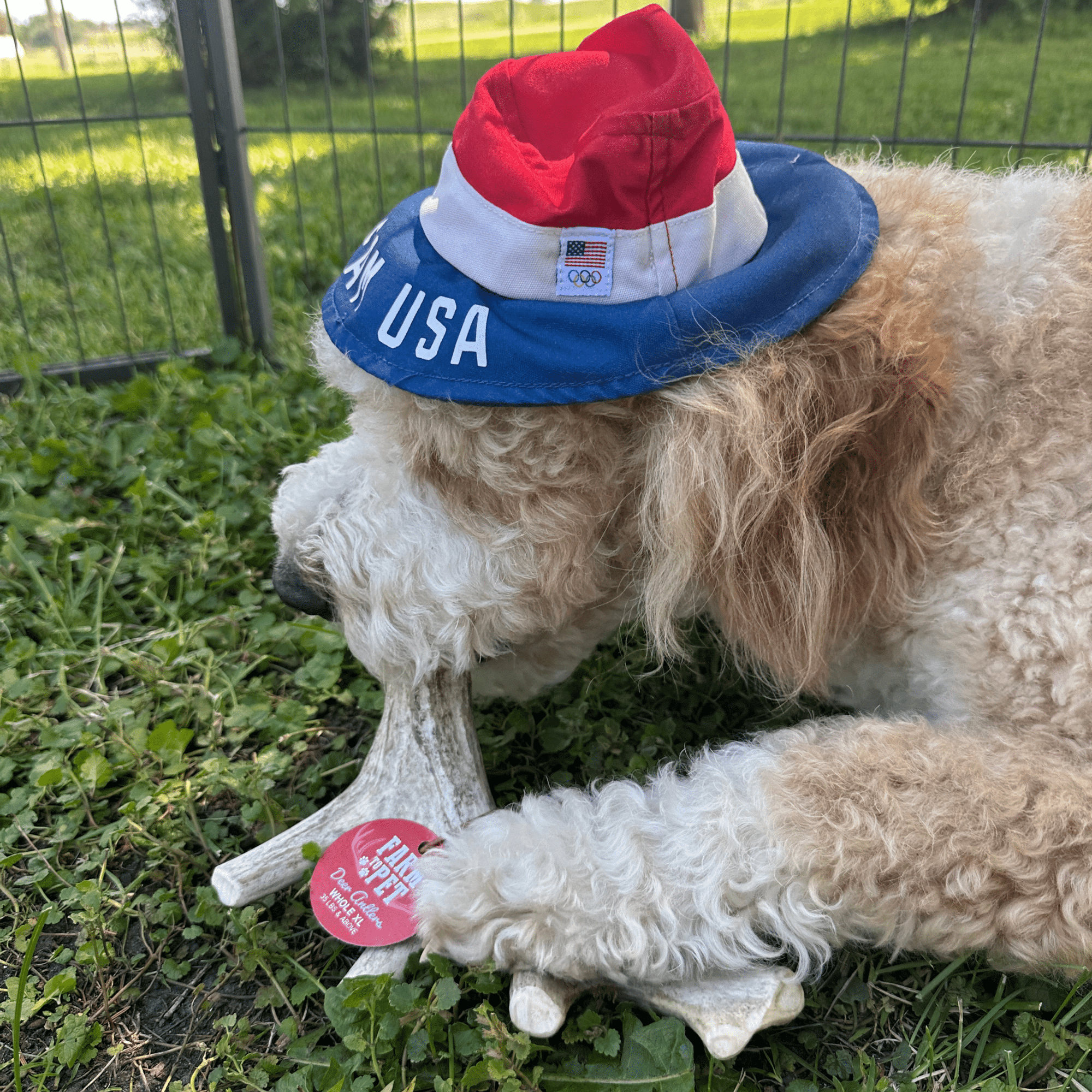 Deer Antler Dog Chews | Organic Chews for Dogs