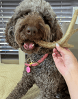 Deer Antler Dog Chews | Organic Chews for Dogs
