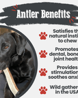 Elk Antler Dog Chews | All-Natural Whole and Split Elk Antler Chews for Dogs