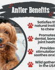 Elk Antler Dog Chews | All-Natural Whole and Split Elk Antler Chews for Dogs