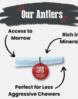 Elk Antler Dog Chews | All-Natural Whole and Split Elk Antler Chews for Dogs