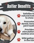 Elk Antler Dog Chews | All-Natural Whole and Split Elk Antler Chews for Dogs