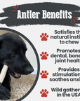 Elk Antler Dog Chews | All-Natural Whole and Split Elk Antler Chews for Dogs