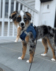 Elk Antler Dog Chews | All-Natural Whole and Split Elk Antler Chews for Dogs