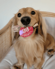 Reindeer Antler Dog Chews | Organic Chews for Dogs