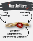 Reindeer Antler Dog Chews | Organic Chews for Dogs