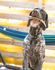 Reindeer Antler Dog Chews | Organic Chews for Dogs