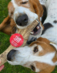 Elk Antler Dog Chews | All-Natural Whole and Split Elk Antler Chews for Dogs