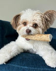 Elk Antler Dog Chews | All-Natural Whole and Split Elk Antler Chews for Dogs