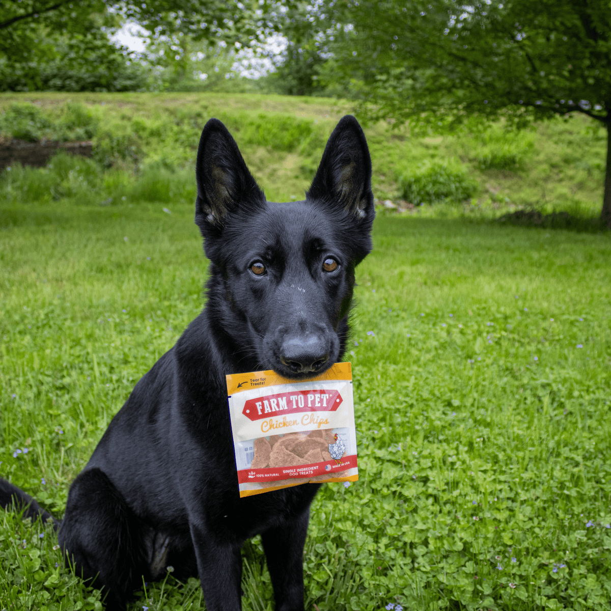Chicken Chips Snack Pack Bundles | Dog Party Favors &amp; Training Treats