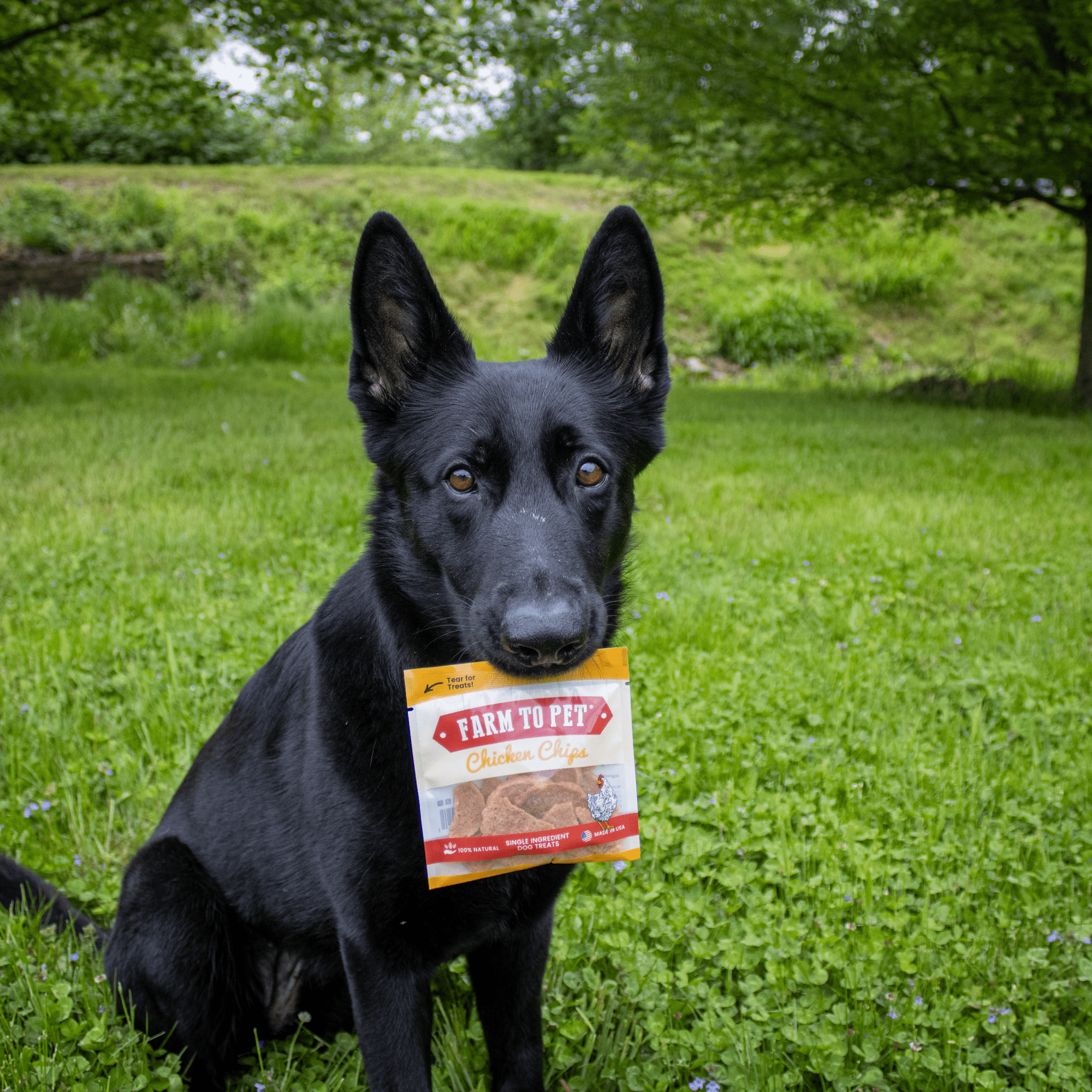 Chicken Chips Snack Pack Bundles | Dog Party Favors &amp; Training Treats