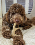 Deer Antler Dog Chews | Organic Chews for Dogs