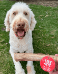 Elk Antler Dog Chews | All-Natural Whole and Split Elk Antler Chews for Dogs