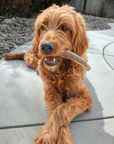 Elk Antler Dog Chews | All-Natural Whole and Split Elk Antler Chews for Dogs