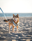 Great Wave Leash