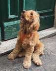 Terracotta - Comfort Dog Harness