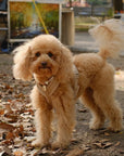 Tan - Comfort Dog Harness