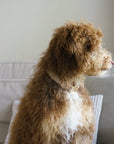 'Sand' - Velvet Dog Collar