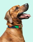 Loyal Collar