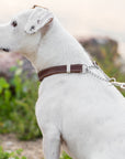 Martingale Leather Dog Collar