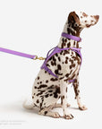 Fairy Heritage Harness