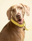 Mellow Collar