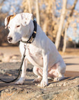 Pro Line Leather Hunting Dog Collar