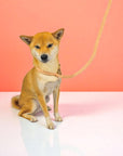 Hands-Free Rope Leash