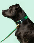 Brave Collar