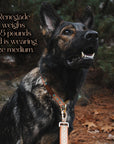 Southwest Spirit Collar
