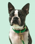 Spring Collar