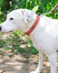 Pro Line Hunting Leather Collar and Leash Set