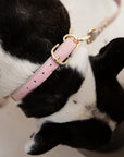 Collar - Air Tag Enabled - Vegan Leather - Cupertino