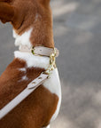 Collar - Air Tag Enabled - Vegan Leather - Cupertino