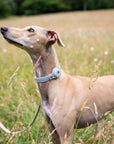 Collar - Air Tag Enabled - Vegan Leather - Cupertino