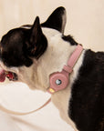 Collar - Air Tag Enabled - Vegan Leather - Cupertino