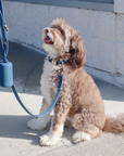 Waterproof Dog Leash | Black